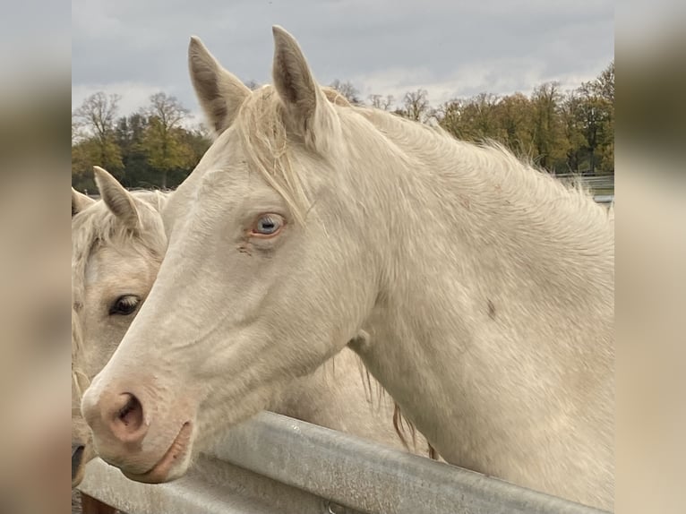 Niemiecki kuc wierzchowy Klacz 3 lat 144 cm Cremello in Treuenbrietzen