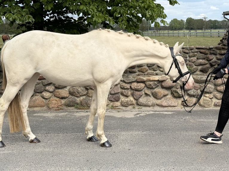 Niemiecki kuc wierzchowy Klacz 3 lat 144 cm Cremello in Treuenbrietzen