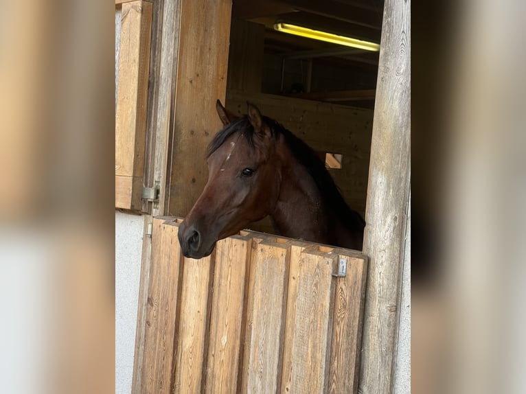 Niemiecki kuc wierzchowy Klacz 3 lat 144 cm Gniada in Daleiden