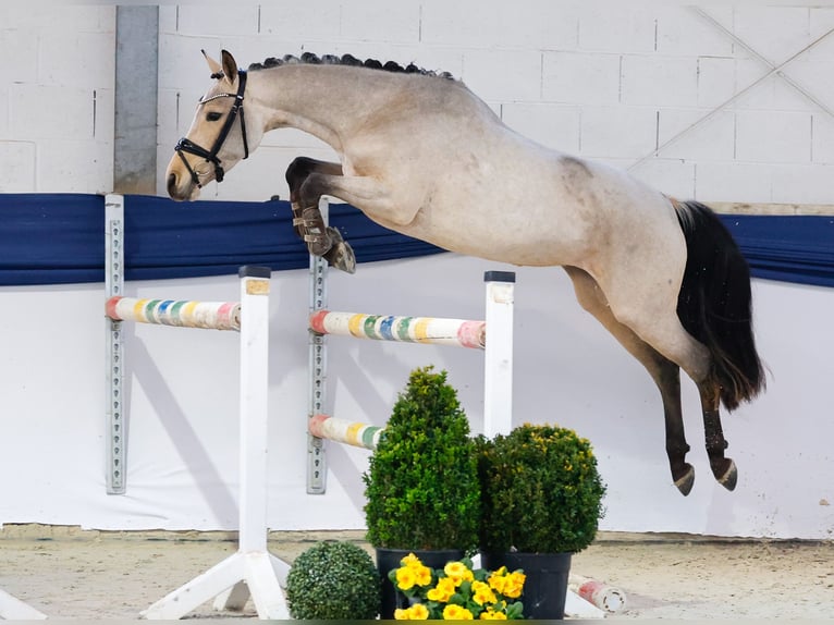 Niemiecki kuc wierzchowy Klacz 3 lat 144 cm Gniada in Marsberg