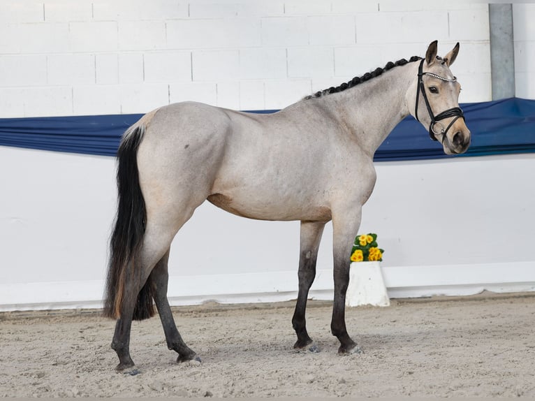 Niemiecki kuc wierzchowy Klacz 3 lat 144 cm Gniada in Marsberg
