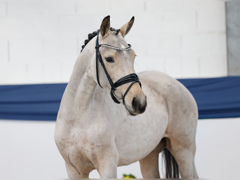 Niemiecki kuc wierzchowy Klacz 3 lat 144 cm Gniada in Marsberg