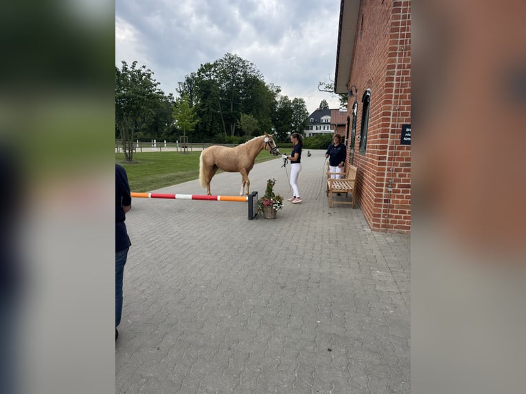 Niemiecki kuc wierzchowy Klacz 3 lat 144 cm Izabelowata in Stakendorf