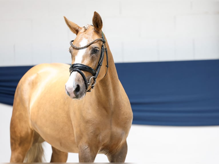 Niemiecki kuc wierzchowy Klacz 3 lat 144 cm Izabelowata in Marsberg