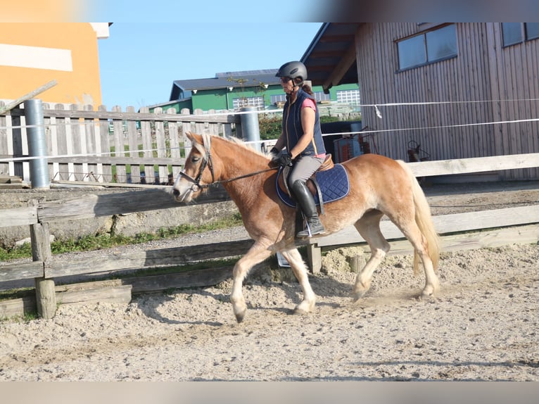 Niemiecki kuc wierzchowy Klacz 3 lat 144 cm Kasztanowata in Lochen