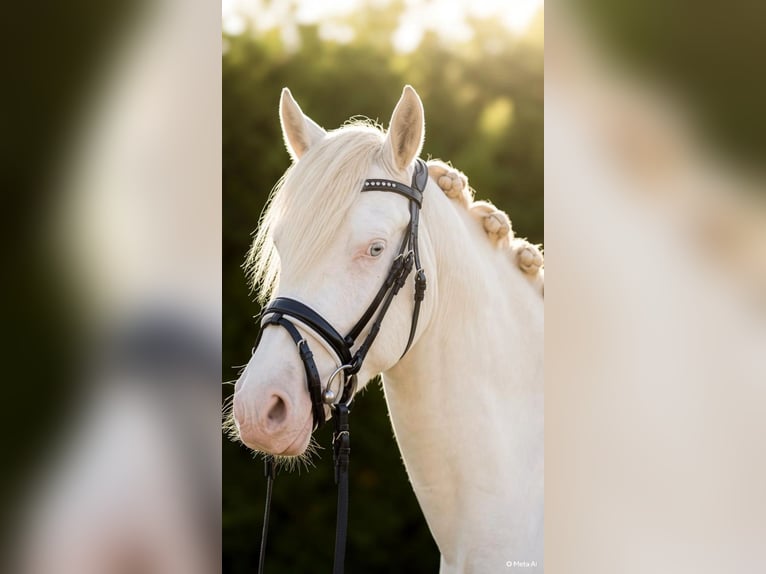 Niemiecki kuc wierzchowy Klacz 3 lat 144 cm Perlino in Bippen