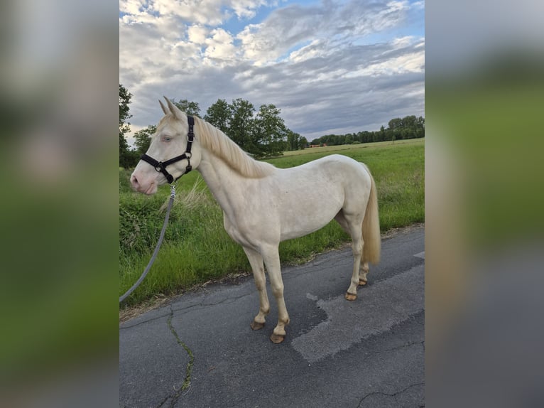 Niemiecki kuc wierzchowy Klacz 3 lat 144 cm Perlino in Bippen