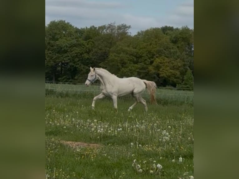 Niemiecki kuc wierzchowy Klacz 3 lat 144 cm Perlino in Lintig