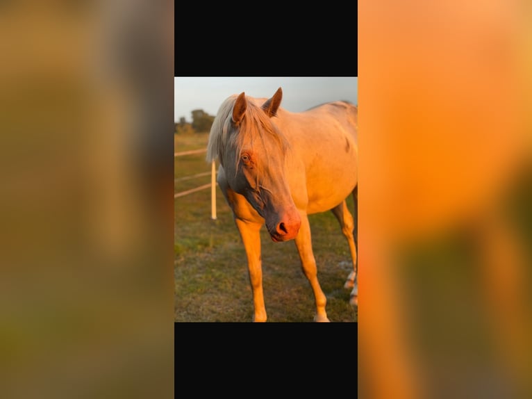 Niemiecki kuc wierzchowy Klacz 3 lat 144 cm Perlino in Lintig