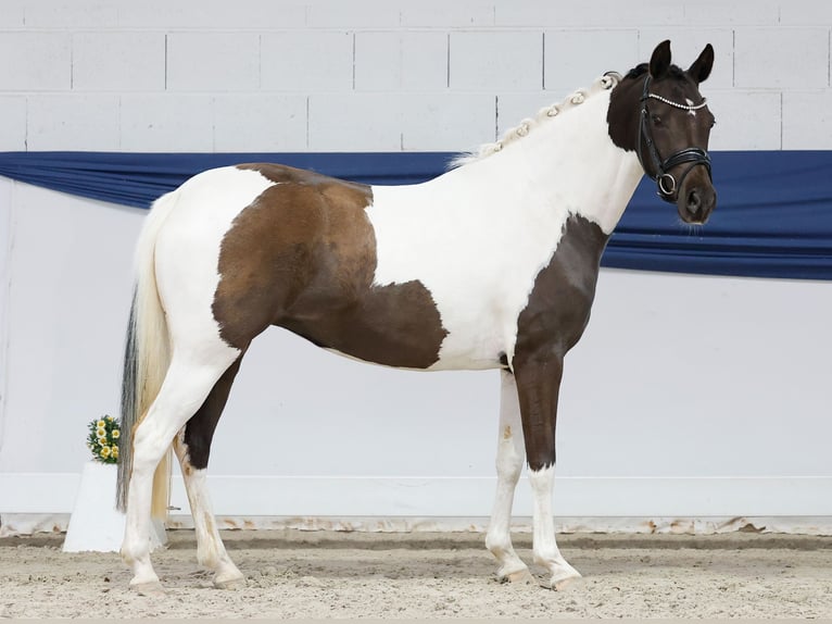 Niemiecki kuc wierzchowy Klacz 3 lat 144 cm Srokata in Marsberg