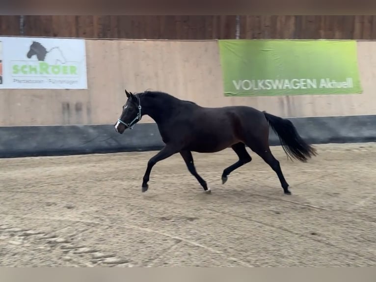 Niemiecki kuc wierzchowy Klacz 3 lat 145 cm Ciemnogniada in Wegeleben