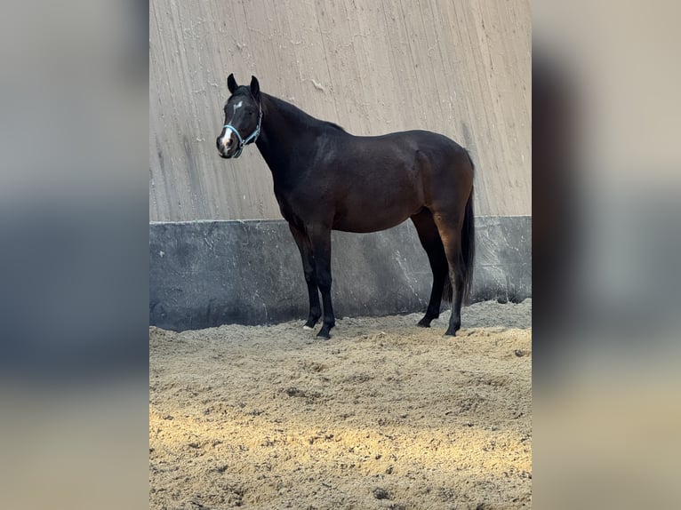 Niemiecki kuc wierzchowy Klacz 3 lat 145 cm Ciemnogniada in Wegeleben