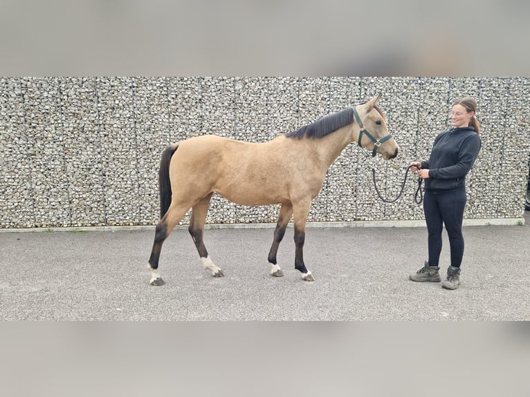 Niemiecki kuc wierzchowy Klacz 3 lat 145 cm Izabelowata in Nieuwkoop