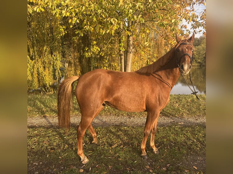 Niemiecki kuc wierzchowy Klacz 3 lat 145 cm Kasztanowata in Rätzlingen