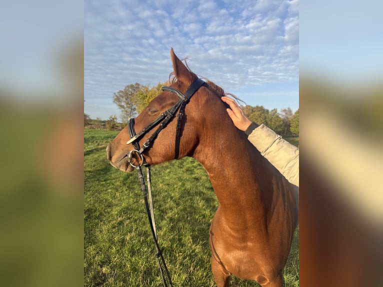 Niemiecki kuc wierzchowy Klacz 3 lat 145 cm Kasztanowata in Rätzlingen