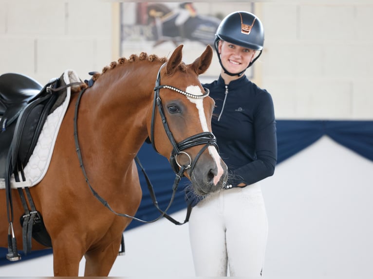 Niemiecki kuc wierzchowy Klacz 3 lat 145 cm Kasztanowata in Marsberg