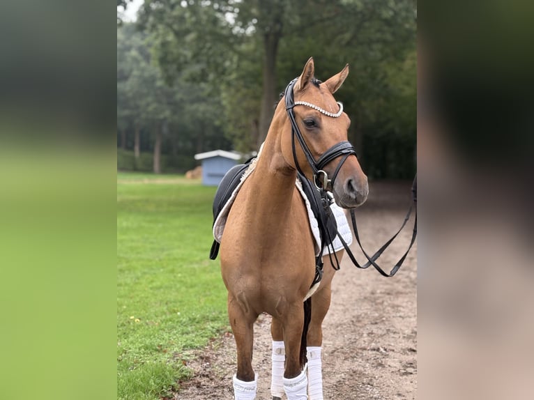 Niemiecki kuc wierzchowy Klacz 3 lat 146 cm Bułana in Münster