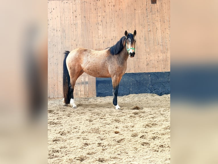 Niemiecki kuc wierzchowy Klacz 3 lat 146 cm Bułana in Wegeleben