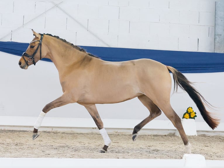 Niemiecki kuc wierzchowy Klacz 3 lat 146 cm Bułana in Marsberg