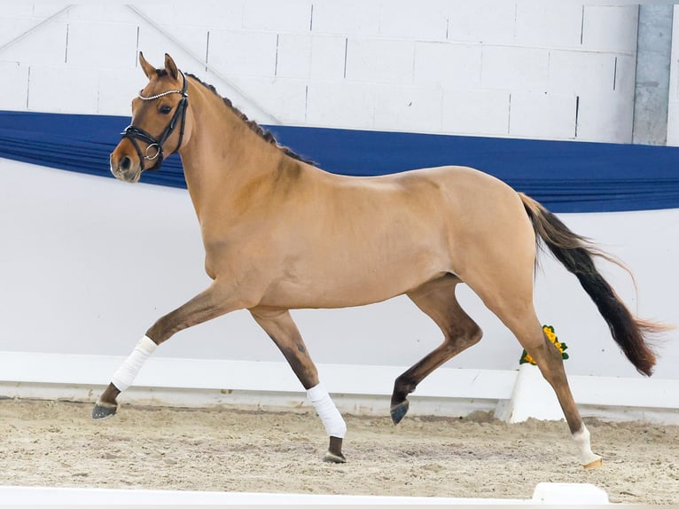 Niemiecki kuc wierzchowy Klacz 3 lat 146 cm Bułana in Marsberg