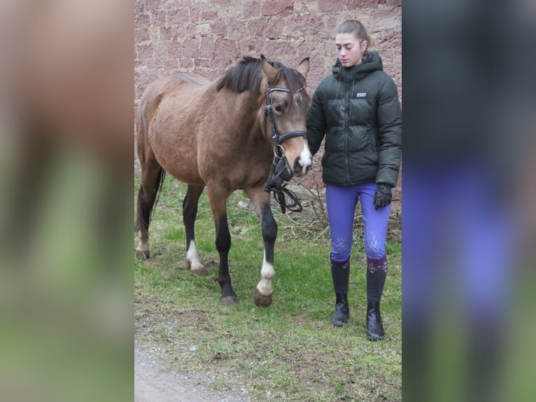 Niemiecki kuc wierzchowy Klacz 3 lat 146 cm Bułana in Buchen (Odenwald)