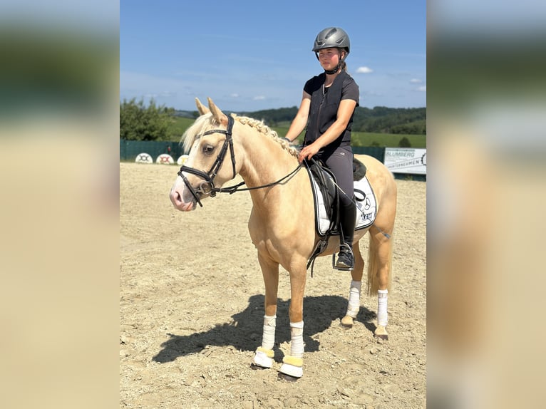 Niemiecki kuc wierzchowy Klacz 3 lat 146 cm Izabelowata in Lindlar