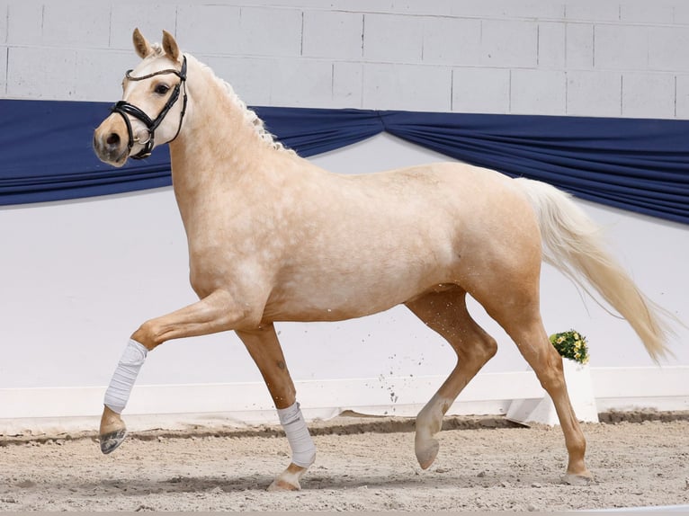 Niemiecki kuc wierzchowy Klacz 3 lat 146 cm Izabelowata in Marsberg