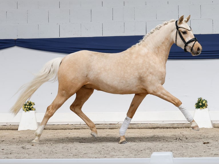Niemiecki kuc wierzchowy Klacz 3 lat 146 cm Izabelowata in Marsberg