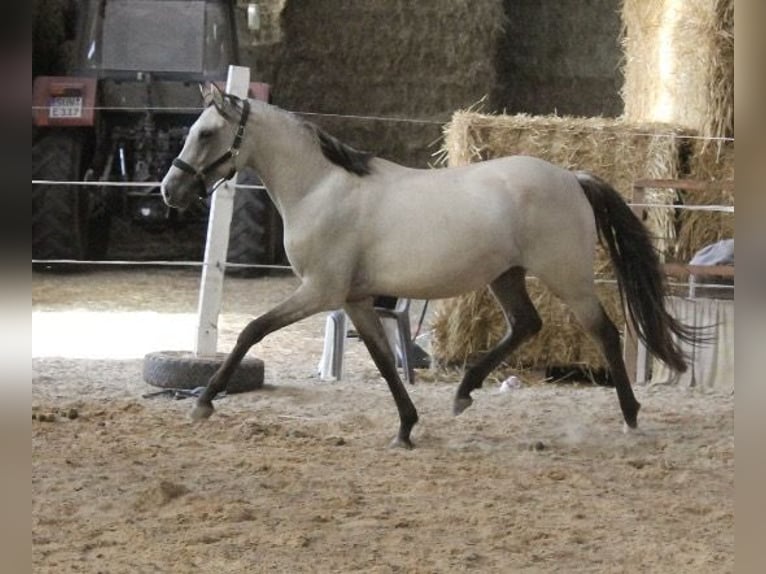 Niemiecki kuc wierzchowy Klacz 3 lat 146 cm Jelenia in Graben-Neudorf