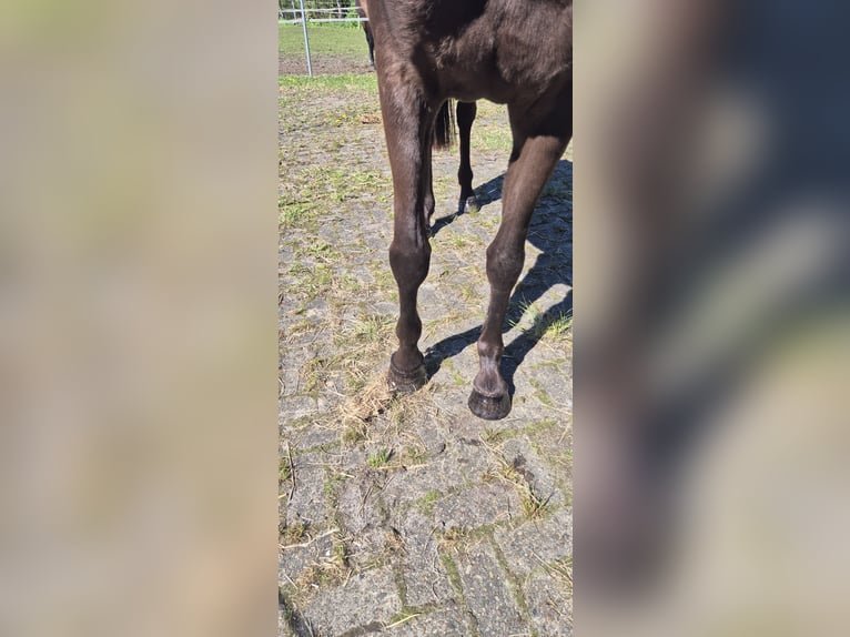 Niemiecki kuc wierzchowy Klacz 3 lat 146 cm Kara in Friesoythe