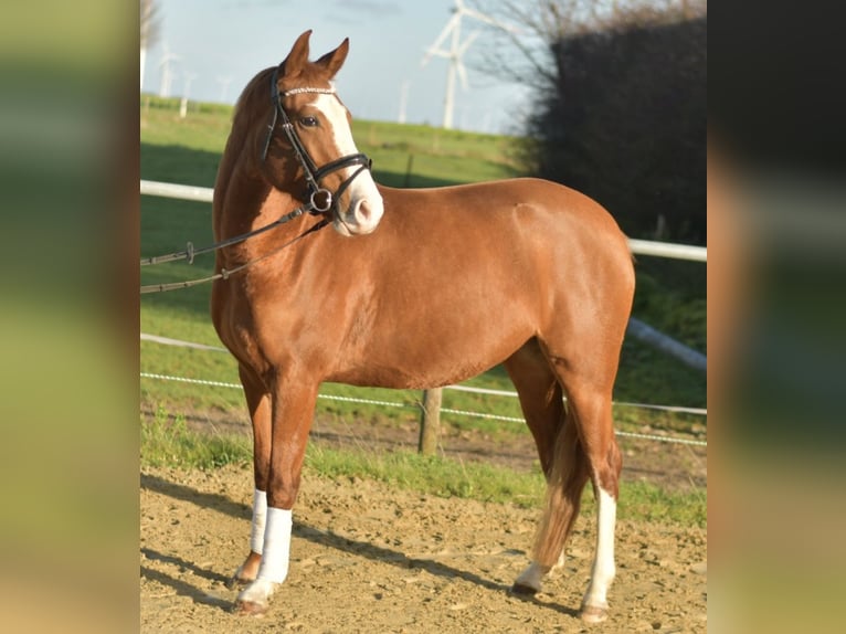 Niemiecki kuc wierzchowy Klacz 3 lat 146 cm Kasztanowata in Geilenkirchen