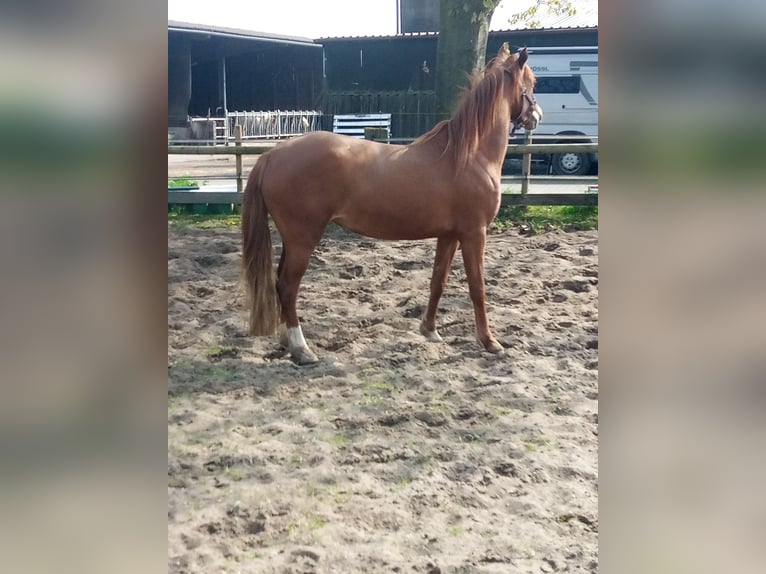 Niemiecki kuc wierzchowy Klacz 3 lat 146 cm Kasztanowata in Hamm