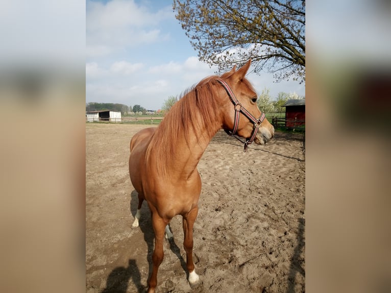 Niemiecki kuc wierzchowy Klacz 3 lat 146 cm Kasztanowata in Hamm