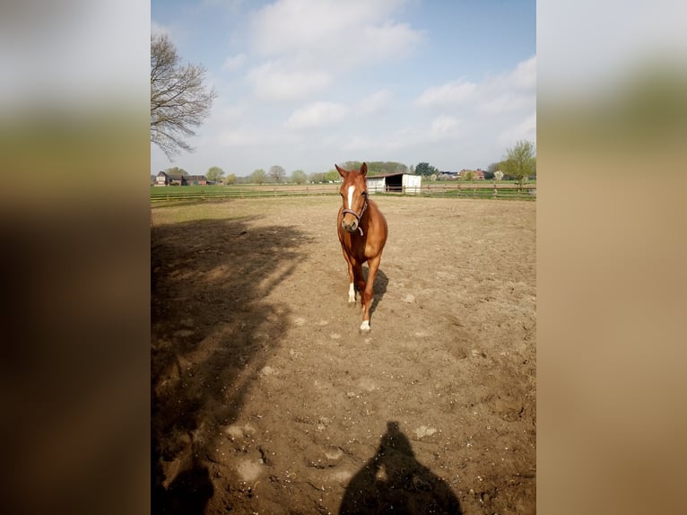 Niemiecki kuc wierzchowy Klacz 3 lat 146 cm Kasztanowata in Hamm