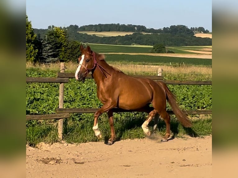 Niemiecki kuc wierzchowy Klacz 3 lat 146 cm Kasztanowata in Münstermaifeld