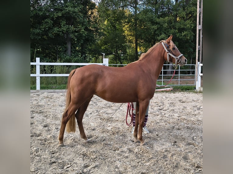 Niemiecki kuc wierzchowy Klacz 3 lat 146 cm  in Göppingen