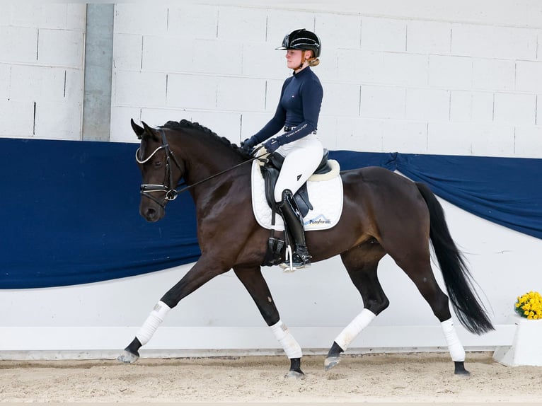 Niemiecki kuc wierzchowy Klacz 3 lat 147 cm Bułana in Marsberg