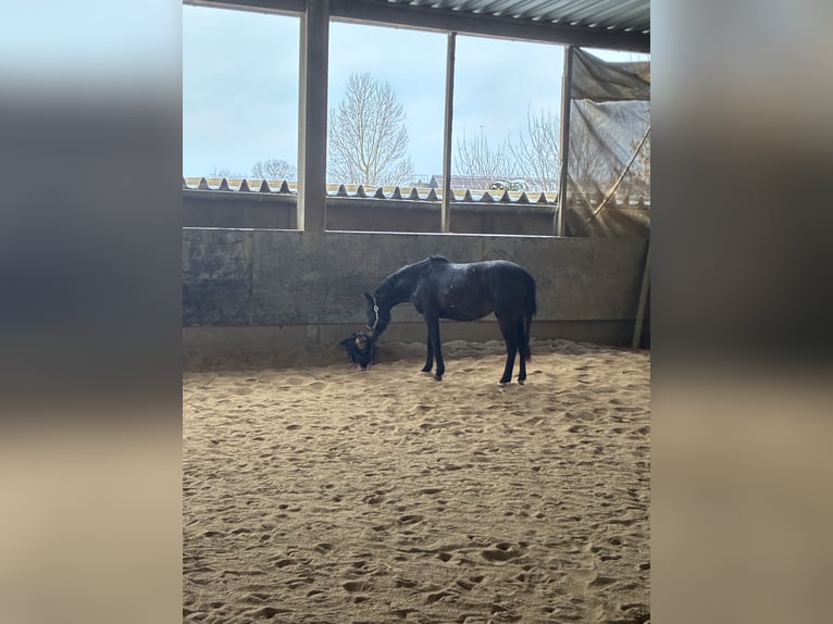 Niemiecki kuc wierzchowy Klacz 3 lat 147 cm Ciemnogniada in Langenau