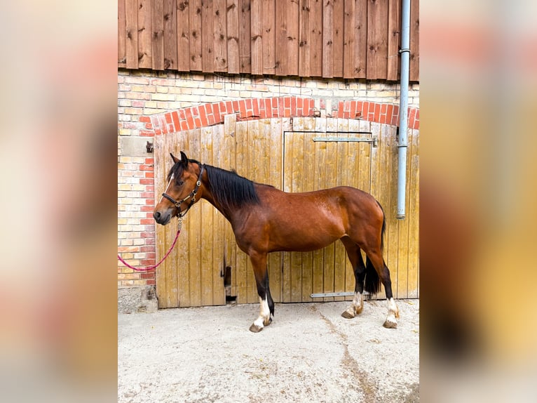 Niemiecki kuc wierzchowy Klacz 3 lat 147 cm Gniada in Opfenbach