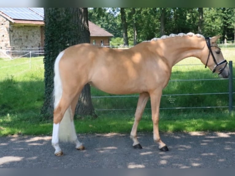 Niemiecki kuc wierzchowy Klacz 3 lat 147 cm Izabelowata in Recke, bei Osnabrück