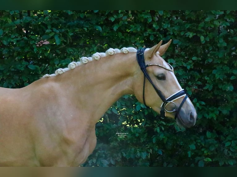 Niemiecki kuc wierzchowy Klacz 3 lat 147 cm Izabelowata in Recke, bei Osnabrück
