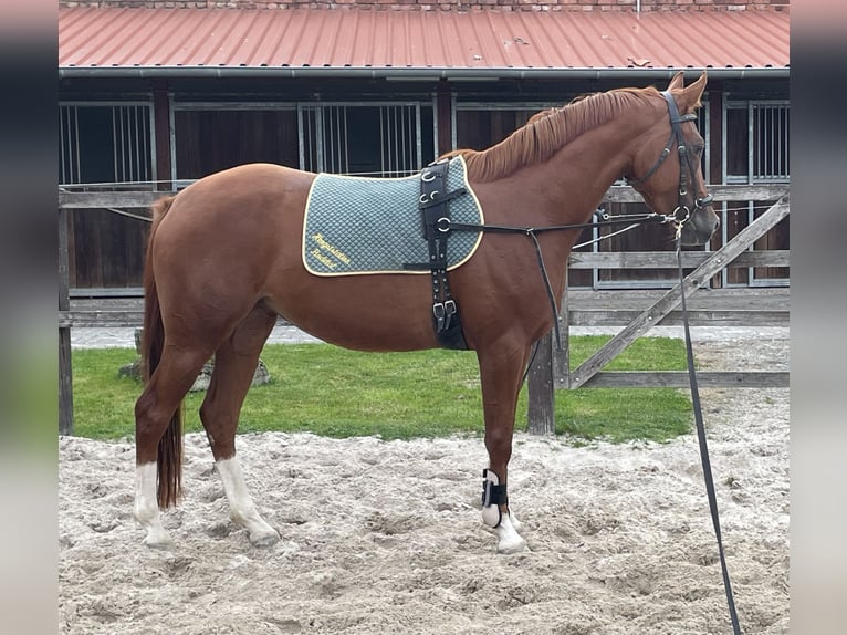 Niemiecki kuc wierzchowy Klacz 3 lat 147 cm Izabelowata in Wallrode