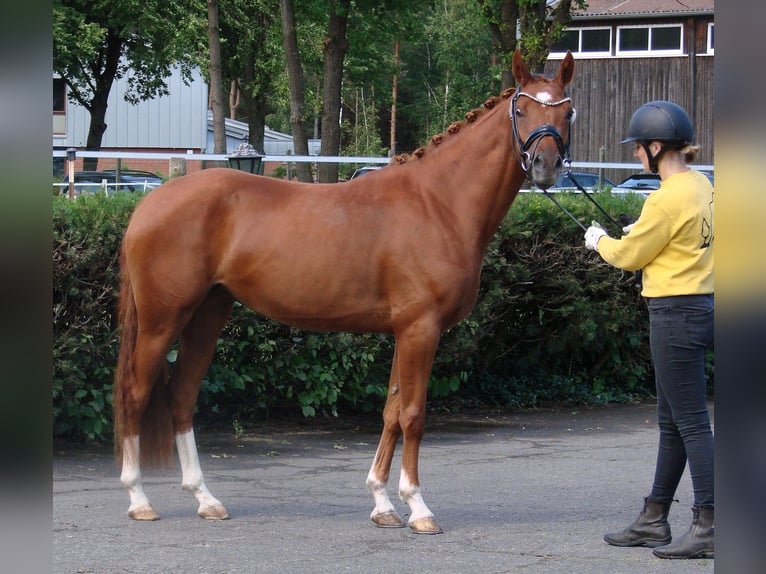 Niemiecki kuc wierzchowy Klacz 3 lat 147 cm Izabelowata in Wallrode