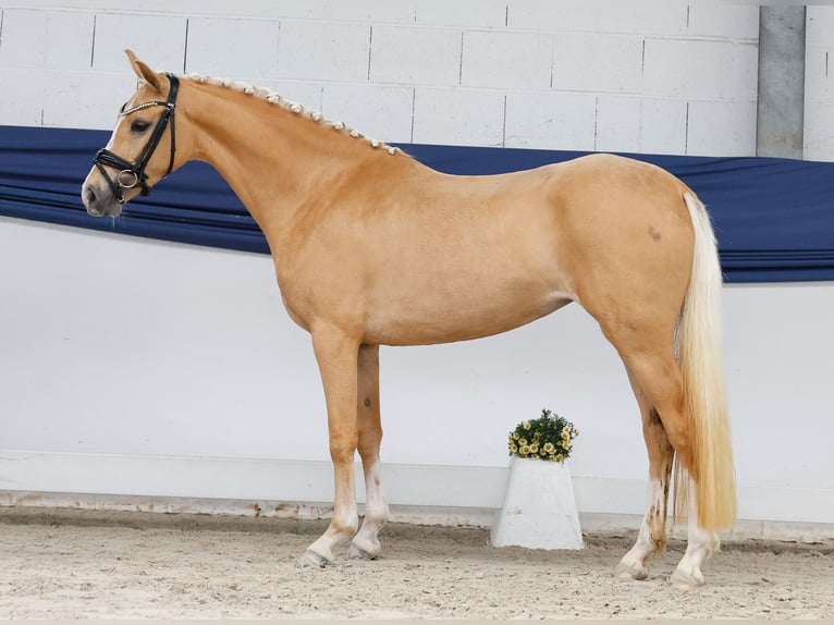Niemiecki kuc wierzchowy Klacz 3 lat 147 cm Izabelowata in Marsberg