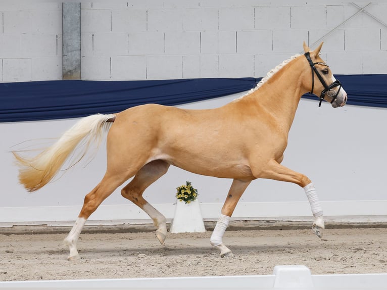 Niemiecki kuc wierzchowy Klacz 3 lat 147 cm Izabelowata in Marsberg