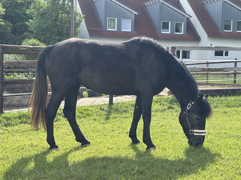 Niemiecki kuc wierzchowy Mix Klacz 3 lat 147 cm Kara in Dortmund