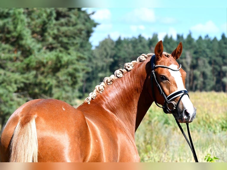 Niemiecki kuc wierzchowy Klacz 3 lat 147 cm Kasztanowata in Kamern