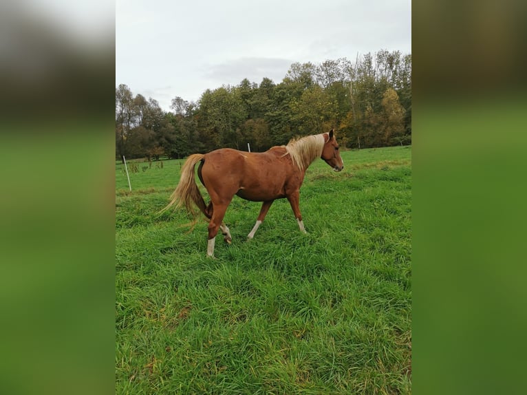 Niemiecki kuc wierzchowy Klacz 3 lat 147 cm Kasztanowata in Vienenburg