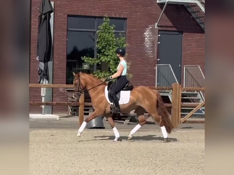 Niemiecki kuc wierzchowy Klacz 3 lat 147 cm Kasztanowata in Someren