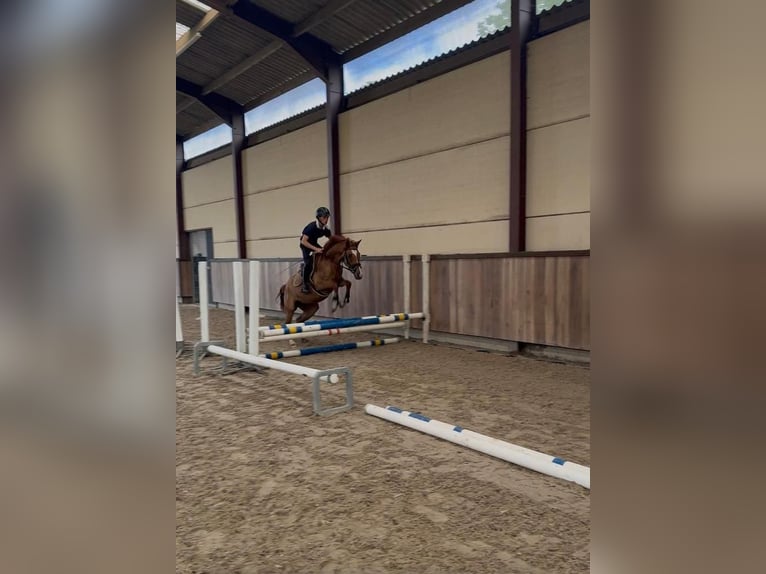 Niemiecki kuc wierzchowy Klacz 3 lat 147 cm Kasztanowata in Someren